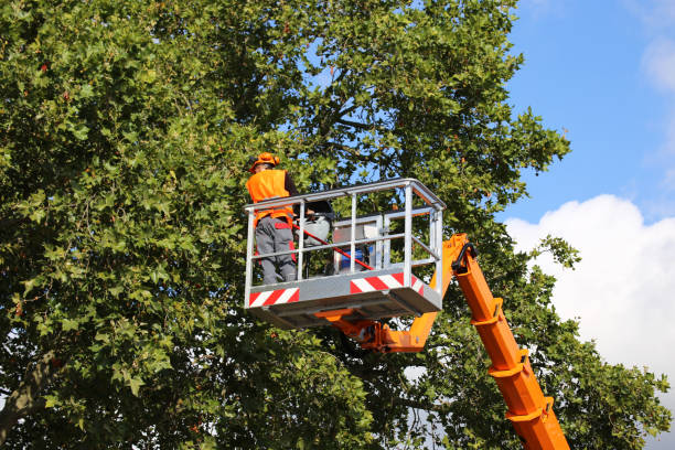 Best Emergency Tree Removal  in Old Miakka, FL